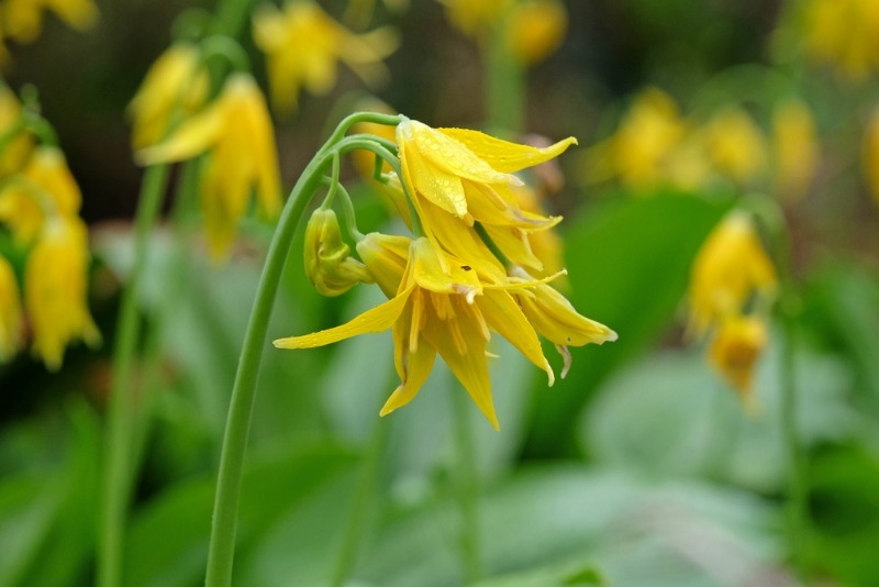 Washington Wildflowers: A close up of a yellow glacier lily amid a lush alpine meadow.
