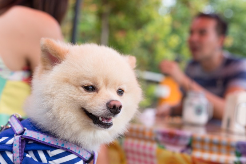 Dog Friendly Restaurants Leavenworth: A small furry dog smiles while her humans enjoy a drink and some laughs in the background.